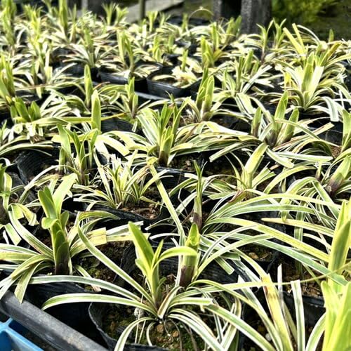 Amazon.co.jp: 【120本セット】フイリヤブラン / 10.5cmポット